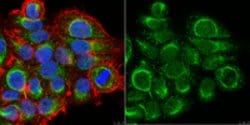 phospho TFEB (Ser142) Rabbit anti-Human, Polyclonal, MilliporeSigma 25